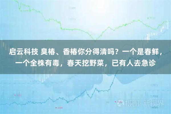 启云科技 臭椿、香椿你分得清吗?一个是春鲜,一个全株有毒,春天挖野菜,已有人去急诊